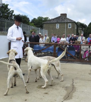 Puppy Show2