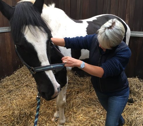 HorseInsideOut neck mobilisations